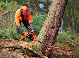 Trusted Buffalo, NY Tree Removal Experts