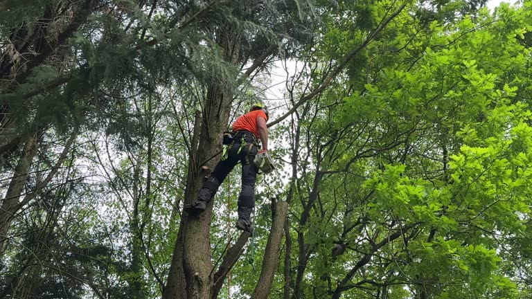 Best Arborist Consultation Services  in Buffalo, NY